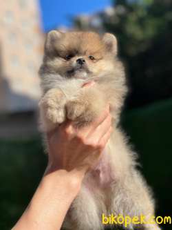 En Güzel Pomeranian Boo 4