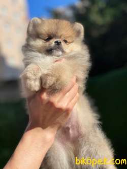 En Güzel Pomeranian Boo 2