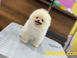 En Güzel Pomeranian Boo 4