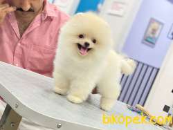 En Güzel Pomeranian Boo 3
