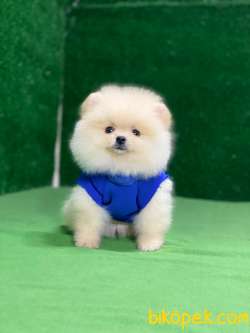 En Güzel Pomeranian Boo Yavrular 5