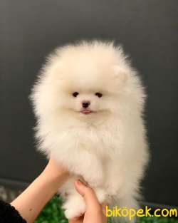 EN GÜZEL POMERANİAN BOO YAVRULARI 2