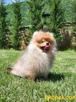En Güzel Pomeranian Boo Yavruları 3