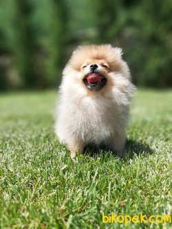En Güzel Pomeranian Boo Yavruları 4