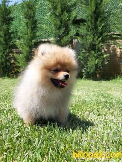 En Güzel Pomeranian Boo Yavruları 2