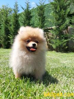 En Güzel Pomeranian Boo Yavruları 1
