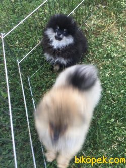 En Güzel Pomeranianlar 3