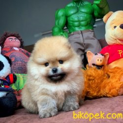 En Güzel Safkan Pomeranian Boo Yavruları 3