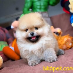 En Güzel Safkan Pomeranian Boo Yavruları 4