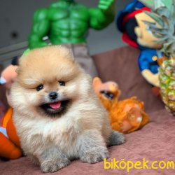 En Güzel Safkan Pomeranian Boo Yavruları 1