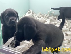 En Güzel Siyah Labrador Yavrumuz 4