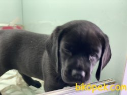 En Güzel Siyah Labrador Yavrumuz 5