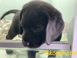 En Güzel Siyah Labrador Yavrumuz 1