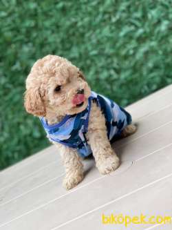 EN GÜZEL TOY POODLE 2