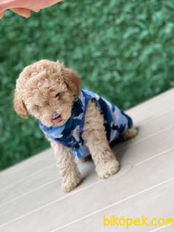EN GÜZEL TOY POODLE 1