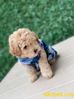 EN GÜZEL TOY POODLE 3