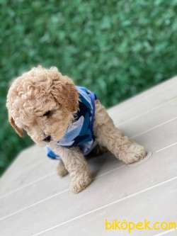 EN GÜZEL TOY POODLE 4