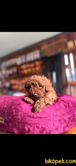 EN GÜZEL TOY POODLE BURKEMDE 3