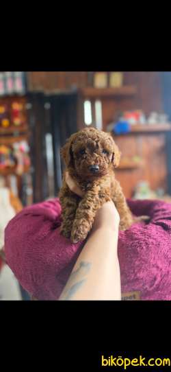 EN GÜZEL TOY POODLE BURKEMDE 5