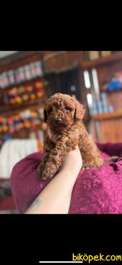 EN GÜZEL TOY POODLE BURKEMDE