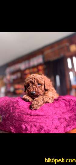 EN GÜZEL TOY POODLE BURKEMDE 4