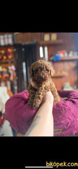 EN GÜZEL TOY POODLE BURKEMDE 4