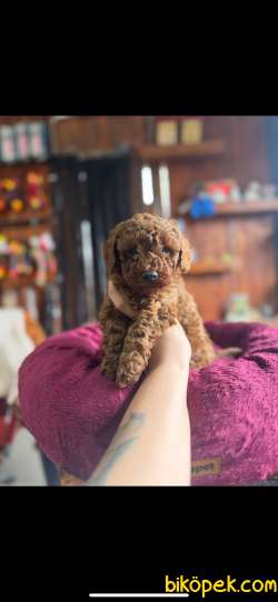 EN GÜZEL TOY POODLE BURKEMDE 2