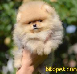 En Güzelini Isteyen Orjinal Pomeranian Boo Yavrularimiz 2