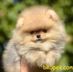 En Güzelini Isteyen Orjinal Pomeranian Boo Yavrularimiz 1