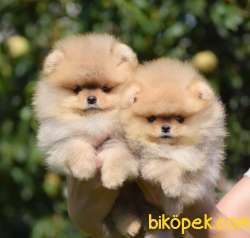En Güzelini Isteyen Orjinal Pomeranian Boo Yavrularimiz 3