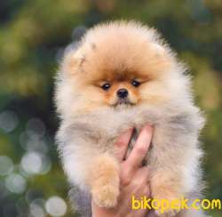 En Güzelini Isteyen Orjinal Pomeranian Boo Yavrularimiz 4