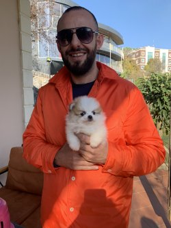 En Hesaplı Pomeranian Yavrular 1