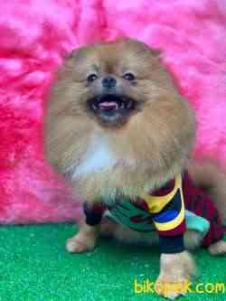 EN İYİ AYI SURAT POMERANIAN 2