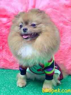 EN İYİ AYI SURAT POMERANIAN 1