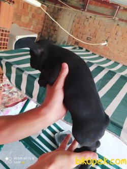 En İyi Kalite French Bulldog Bebekler 2