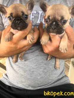 En İyi Kalite French Bulldog Bebekler 1