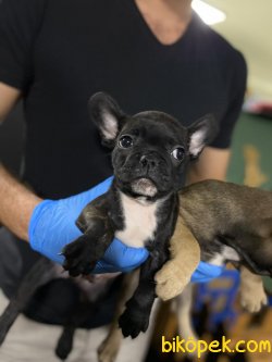 En İyi Kalite French Bulldog Bebekler 3