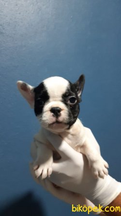 En İyi Kalite French Bulldog Bebekler 1