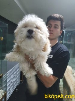 En İyi Kalite Maltipoo Bebekler 2
