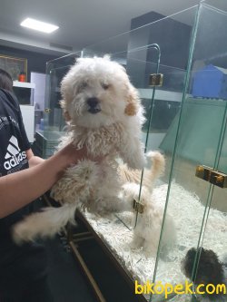 En İyi Kalite Maltipoo Bebekler 1