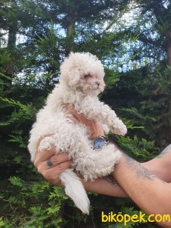 En İyi Kalite Poodle Bebekler 1