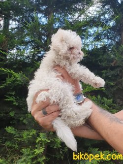 En İyi Kalite Poodle Bebekler 3