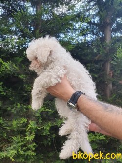 En İyi Kalite Poodle Bebekler 2