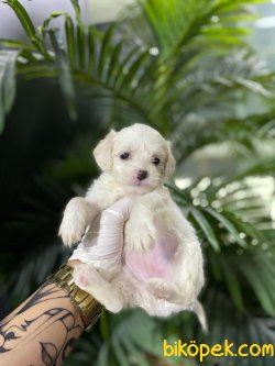En İyi Kalite Maltipoo Bebeklerimiz 3