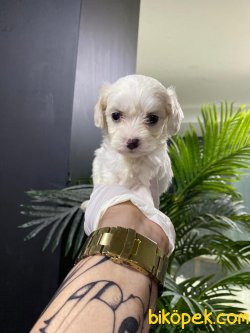 En İyi Kalite Maltipoo Bebeklerimiz 2