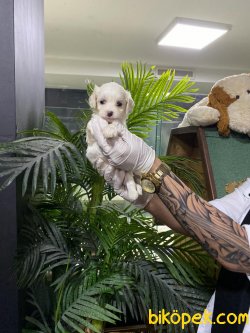 En İyi Kalite Maltipoo Bebeklerimiz 1