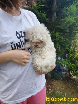 En İyi Kalite Poodle Bebekler 3