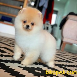 En Iyi Kalıte Tcup Pomeranian Yavrularımız 2