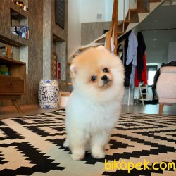 En Iyi Kalıte Tcup Pomeranian Yavrularımız 5
