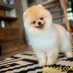 En Iyi Kalıte Tcup Pomeranian Yavrularımız 1